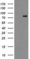 ACSS2 Antibody in Western Blot (WB)