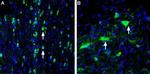 Vesicular Acetylcholine Transporter (VAChT) Antibody in Immunohistochemistry (Frozen) (IHC (F))