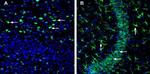 SLC22A3 (extracellular) Antibody in Immunohistochemistry (Frozen) (IHC (F))