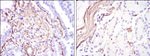 Alpha-Smooth Muscle Actin Antibody in Immunohistochemistry (Paraffin) (IHC (P))