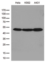 ACTR3 Antibody in Western Blot (WB)