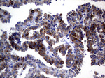 ACVR2A Antibody in Immunohistochemistry (Paraffin) (IHC (P))