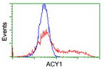 ACY1 Antibody in Flow Cytometry (Flow)