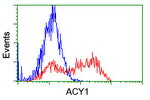 ACY1 Antibody in Flow Cytometry (Flow)