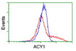 ACY1 Antibody in Flow Cytometry (Flow)