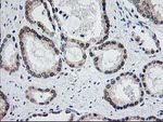 ACY1 Antibody in Immunohistochemistry (Paraffin) (IHC (P))