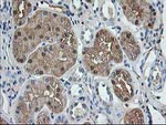 ACY1 Antibody in Immunohistochemistry (Paraffin) (IHC (P))