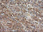 ACY1 Antibody in Immunohistochemistry (Paraffin) (IHC (P))