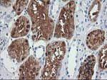 ACY1 Antibody in Immunohistochemistry (Paraffin) (IHC (P))