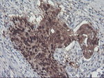 ACY1 Antibody in Immunohistochemistry (Paraffin) (IHC (P))