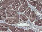 ACY1 Antibody in Immunohistochemistry (Paraffin) (IHC (P))