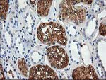 ACY1 Antibody in Immunohistochemistry (Paraffin) (IHC (P))