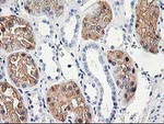 ACY1 Antibody in Immunohistochemistry (Paraffin) (IHC (P))