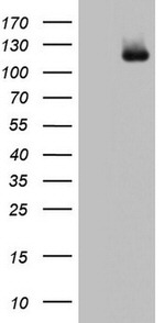 ADAMTS1 Antibody in Western Blot (WB)