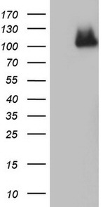 ADAMTS1 Antibody in Western Blot (WB)