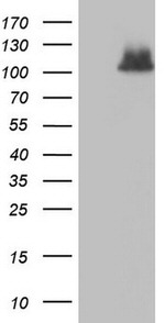 ADAMTS1 Antibody in Western Blot (WB)