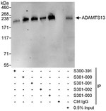 ADAMTS13 Antibody in Western Blot (WB)