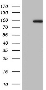 ADAMTS4 Antibody in Western Blot (WB)