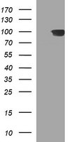 ADAMTS8 Antibody in Western Blot (WB)