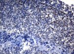 ADH5 Antibody in Immunohistochemistry (Paraffin) (IHC (P))