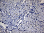 ADH5 Antibody in Immunohistochemistry (Paraffin) (IHC (P))