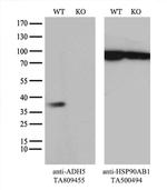 ADH5 Antibody