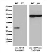 ADH5 Antibody