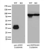 ADH5 Antibody