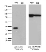 ADH5 Antibody in Western Blot (WB)