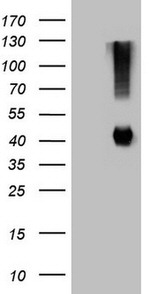 ADH5 Antibody in Western Blot (WB)