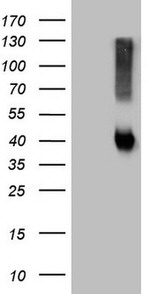 ADH5 Antibody in Western Blot (WB)