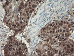 ADH7 Antibody in Immunohistochemistry (Paraffin) (IHC (P))