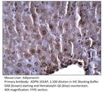 Adiponectin Antibody in Immunohistochemistry (IHC)