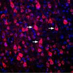 D1 Dopamine Receptor Antibody in Immunohistochemistry (Frozen) (IHC (F))