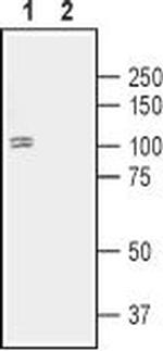 D1 Dopamine Receptor Antibody in Western Blot (WB)