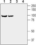 D1 Dopamine Receptor Antibody in Western Blot (WB)