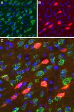 D3 Dopamine Receptor (extracellular) Antibody in Immunohistochemistry (Frozen) (IHC (F))