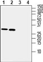 DARPP32 Antibody in Western Blot (WB)