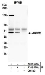 ADRM1 Antibody in Western Blot (WB)