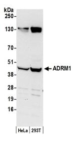 ADRM1 Antibody in Western Blot (WB)