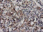 ADSL Antibody in Immunohistochemistry (Paraffin) (IHC (P))