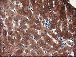 ADSL Antibody in Immunohistochemistry (Paraffin) (IHC (P))