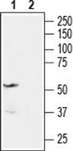 Endothelin Receptor A Antibody in Western Blot (WB)