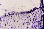 Endothelin Receptor B Antibody in Immunohistochemistry (Paraffin) (IHC (P))