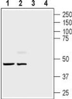 Endothelin Receptor B Antibody in Western Blot (WB)