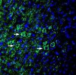 EphA6 (extracellular) Antibody in Immunohistochemistry (Frozen) (IHC (F))