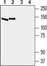 EphA6 (extracellular) Antibody in Western Blot (WB)