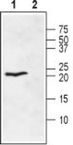 Ephrin-A1 (extracellular) Antibody in Western Blot (WB)