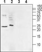 Ephrin-A1 (extracellular) Antibody in Western Blot (WB)