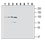 EphA4 (extracellular) Antibody in Western Blot (WB)